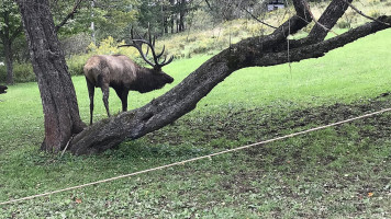 Elk View Benezette outside