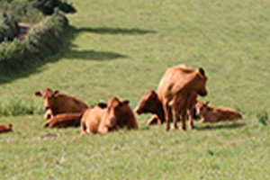 Chuckwagon Bbq outside
