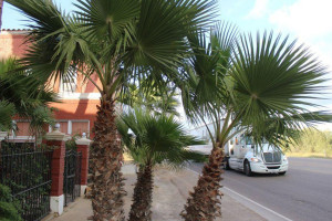 Palm Suite And Inn outside
