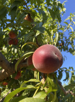 Pomeroy Peaches, Cherry, Apricots Farm Pick Up $2.50) food