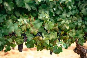 Winderlea Vineyard Winery food