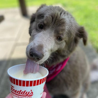 Freddy's Frozen Custard Steakburgers food