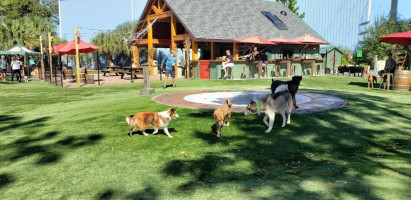 Brewhound Dog Park food