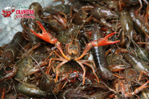 Shabang Crawfish Mi Quang food