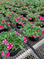 Randy's Farm Market-greenhouse outside