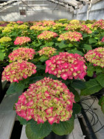 Randy's Farm Market-greenhouse inside