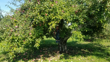 Cook's Orchard food