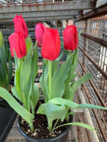 Randy's Farm Market-greenhouse outside