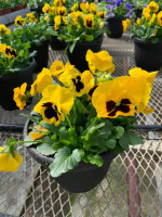 Randy's Farm Market-greenhouse outside