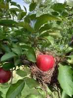 Homestead Farm Orchards food