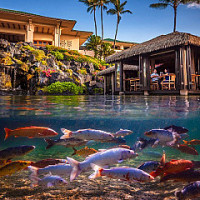 Tidepools - Grand Hyatt Kauai 