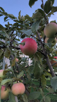 Armstrong Apples, Orchard Winery food