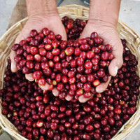 Sweetwater Organic Coffee Co (wholesale Only) food