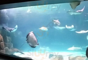 Ripley's Aquarium Feeding Frenzy inside