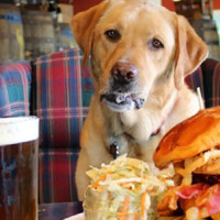 Stubby's Gastrogrub Beer Bar food