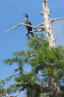 The Gator Den inside