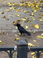 The Lone Crow food