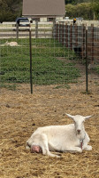 Harley Farms Goat Dairy outside
