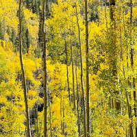 Vail Mountain Coffee Tea Beaver Creek Cafe food