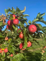 Emma Krumbee's Orchard food