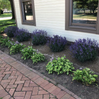 Devil's Lake Lavender outside