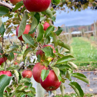 Lookout Farm Brewing Cider Co. Taproom food