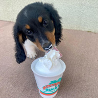 Bahama Buck's Lubbock (82nd Street) food