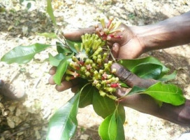 Cardamom food