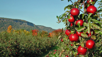 Indian Ladder Farms food