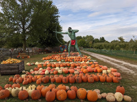 Curtis Orchard Pumpk food