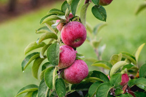 Beak Skiff Apple Hill Campus 1911 Tasting Room food