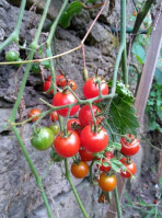 Alfresco Pizzeria food