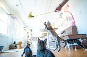 Daily Mews Cat Cafe food