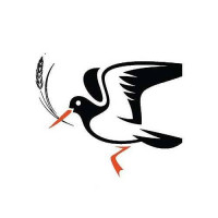 Oystercatcher outside