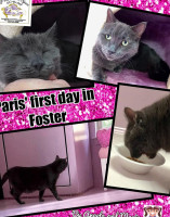 Purrsonal Space South Jersey's Cat Lounge Adoptions food