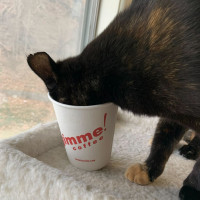 Gimme! Coffee food