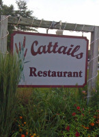 Cattails outside