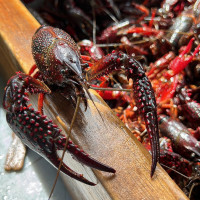 Rendi's Mud Bugs Crawfish food