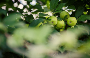 Tom Dooley Apple Orchard food