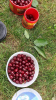 U Pick Flathead Cherries food