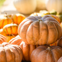 The Harvest Table food