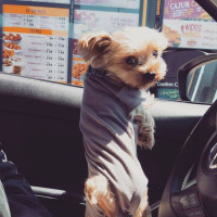 Golden Chick outside