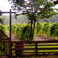 Watermelon Creek Vineyard outside