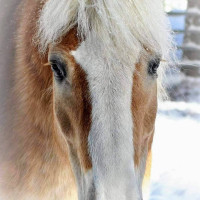 The Gifted Horse Lodge menu