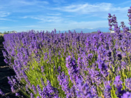 Lavender Wind menu