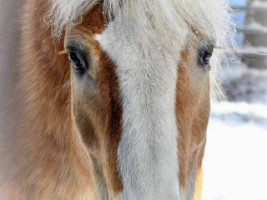 The Gifted Horse Lodge menu