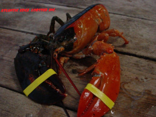 Atlantic Edge Lobster