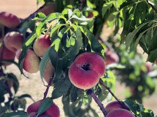 Pomeroy Peaches, Cherry, Apricots Farm Pick Up $2.50)