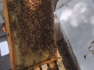 Jester Bee Company