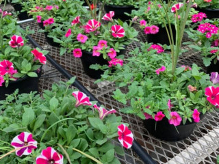 Randy's Farm Market-greenhouse